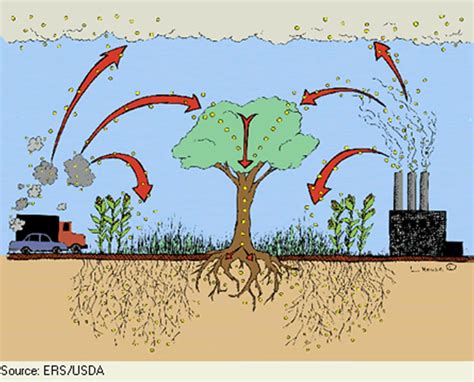 Gardening, Healthy Soil, and Carbon Sequestration - Ecological ...