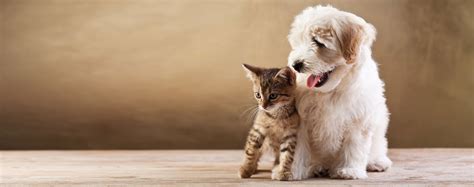 Can Dogs And Cats Be Friends? - Wag!