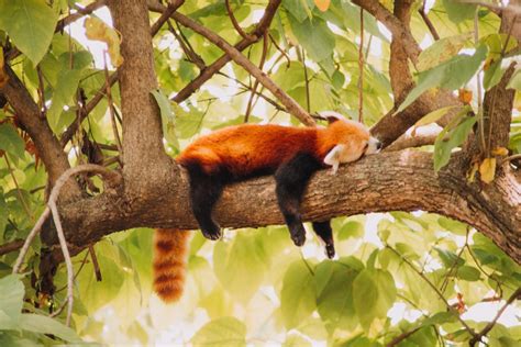 Photo of the Month: Just have a good day's sleep - Red Pandazine