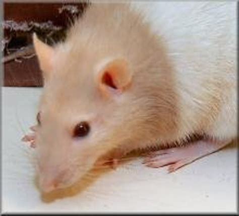 Fancy Rat Varieties: Fur Color, Eye Color, Coat Type, and Markings ...