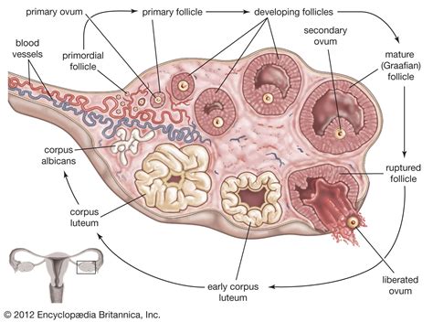 Ovary | Animal & Human | Britannica