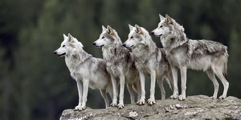 Wolves Are Just Predators | Withywindle Nature Blog