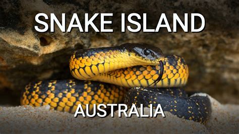 Snake island of Australia, the island full of deadly venomous Tiger ...