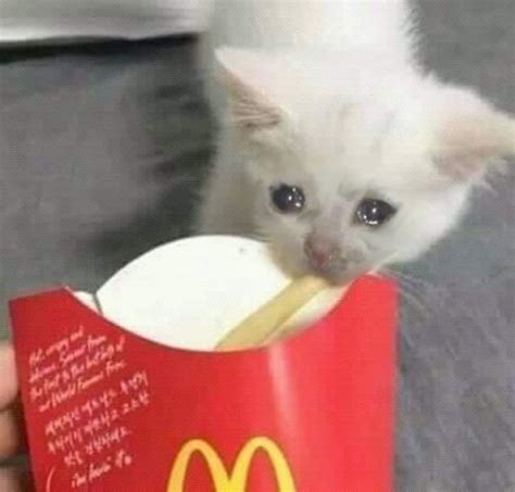 Crying Cat Meme Template