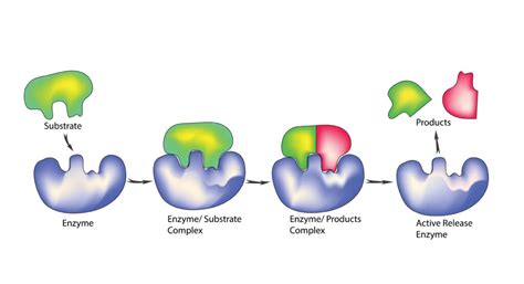 Enzyme Substrates & Reagents