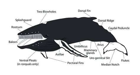 How did whales evolve? - Whale & Dolphin Conservation USA