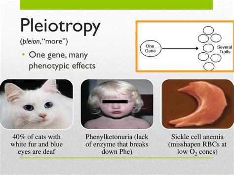 PPT - Non-Mendelian Genetics PowerPoint Presentation - ID:4643067