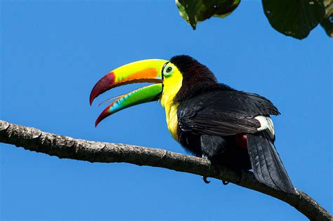 Keel-billed Toucans, Pico Bonito National Park, Honduras | Stephen L ...