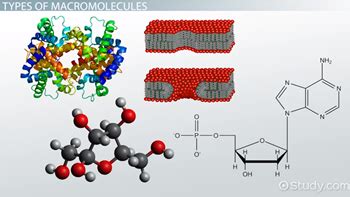 Macromolecule Definition