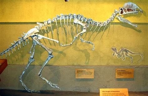 Dilophosaurus - Description, Habitat, Image, Diet, and Interesting Facts