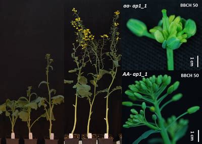 Flowering Time Control in Rapeseed — Plant Breeding Institute