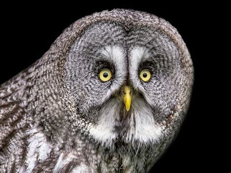 Great Grey Owl | Animals | All Things Wild