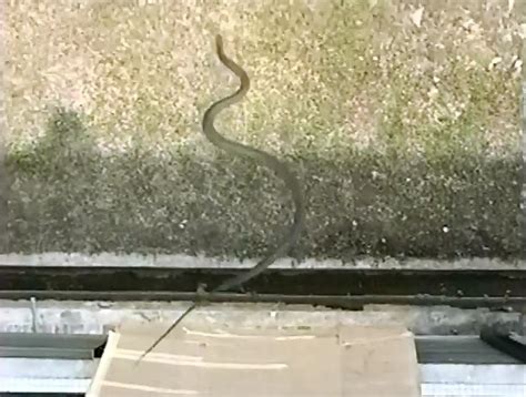 Video Shows Secrets of Flying Snakes | IBTimes UK