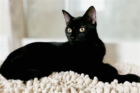 22 Beautiful Black Cat Breeds | Reader's Digest