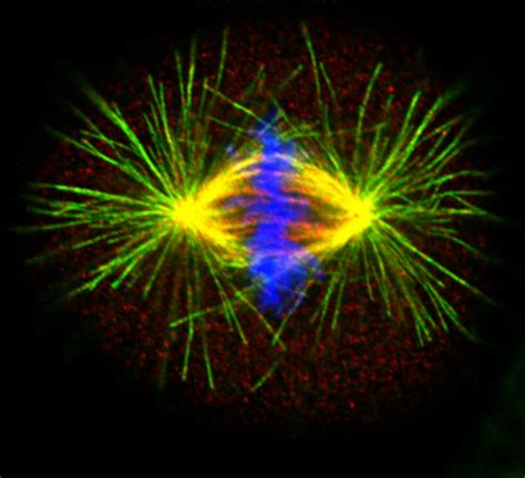 Microtubules In Mitosis