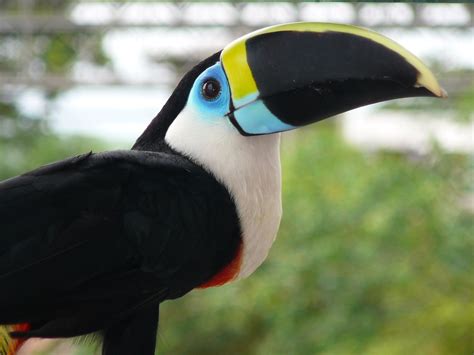 Channel-billed Toucan | Rainforest animals, Toucans, Rainforest