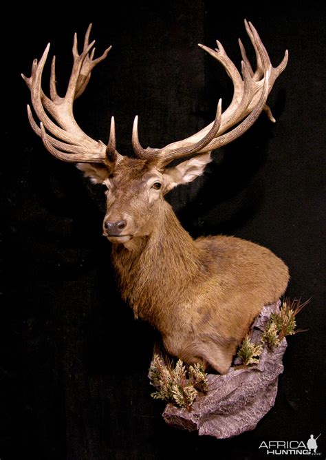 Red Stag Wall pedestal with Habitat Taxidermy | AfricaHunting.com