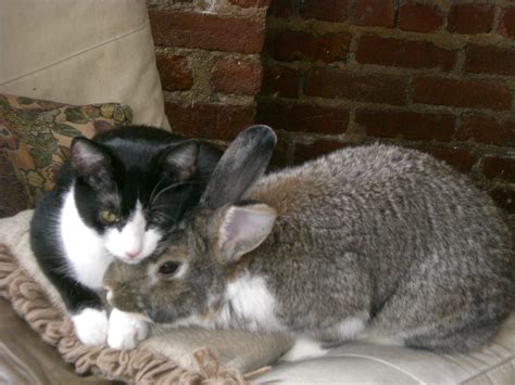 File:Cat and rabbit cuddling.jpg - Wikimedia Commons