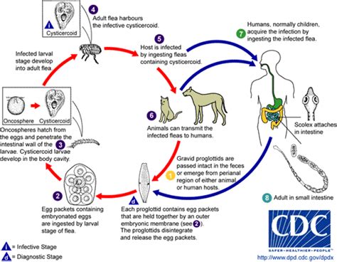 Can Tapeworm Be Passed From Dog To Human