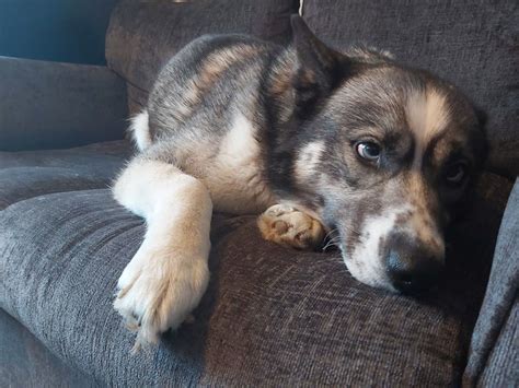 Adorable cross-eyed husky found shivering and covered in horse muck ...