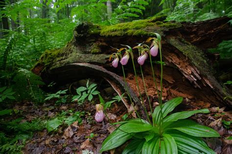 Lady's Slippers: Legends and Lore of This Unusual Wild Orchid - Farmers ...