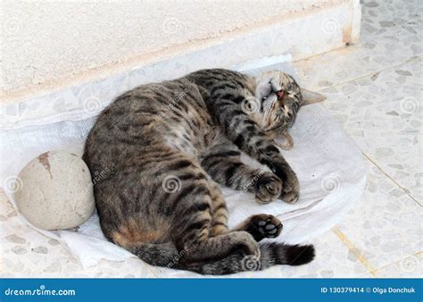 Portrait of a Cute Sleeping Tabby Cat Stock Photo - Image of portrait ...