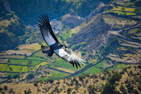 Andean Condors in Peru: All you need to know | Peruvian Soul