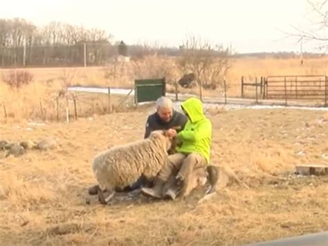 Blind Sheep Befriends Blind Elementary School Child - Beliefnet