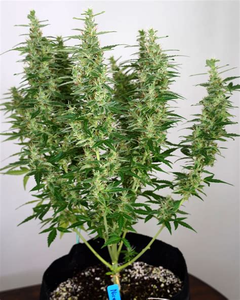 A Guide to Growing Sativa Strains Indoors | Grow Weed Easy