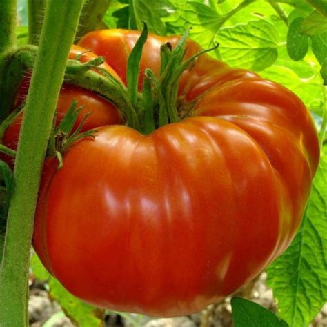 Beefsteak Tomato Seeds 100PCS