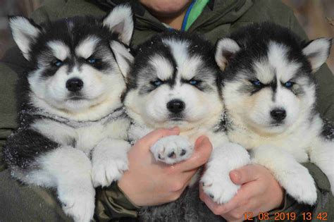 SNOW WOOLY HUSKY - Siberian Husky Puppies For Sale - Born on 10/27/2019