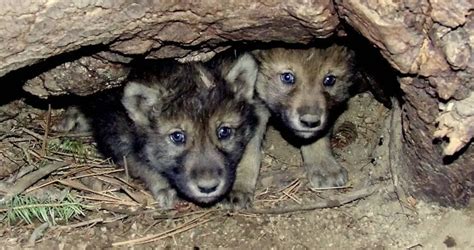 Newborn Gray Wolf Pups