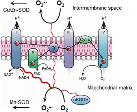 Sources of superoxide from the mitochondrial electron transport chain ...