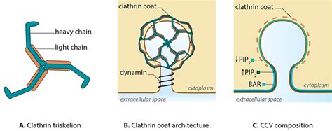 What is clathrin-mediated endocytosis? - Mechanobiology Institute ...