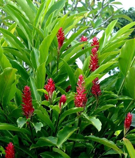 DIRECT FROM HAWAII Red Torch Ginger Alpinia Purpurata | Etsy