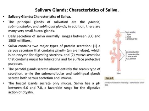 Digestive system (Digestive juice)/Function/Composition | PPT