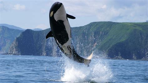 Orca Whale Wallpaper (56+ images)