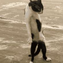 Cat Standing Cat Cute GIF - Cat Standing Cat Cute Cat - Discover ...