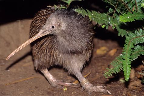 Kiwi | San Diego Zoo Animals & Plants