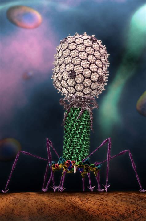 T4 phage, via Purdue University and Seyet LLC Source: https://news.uns ...