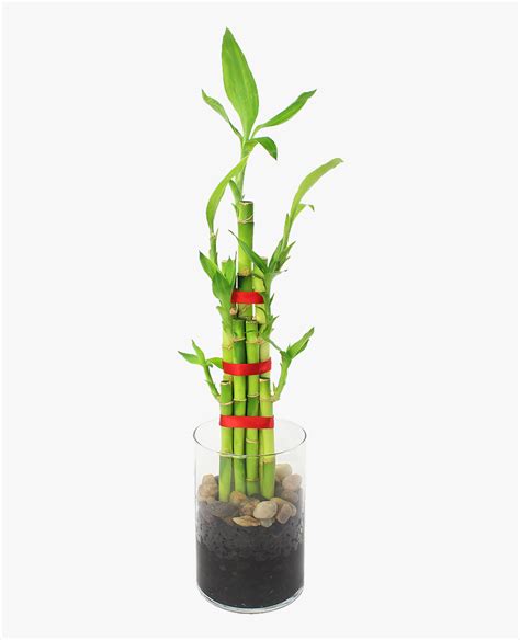 Feng Shui Bamboo Indoor Plant Data Rimg Lazy - Houseplant, HD Png ...