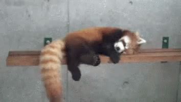 Red Panda Lazy GIF - RedPanda Lazy Sleepy - Discover & Share GIFs