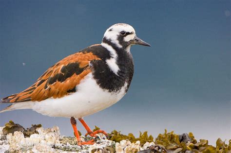 Shorebirds | garyluhm.net | Aves