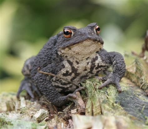 Common Toad Facts and Pictures