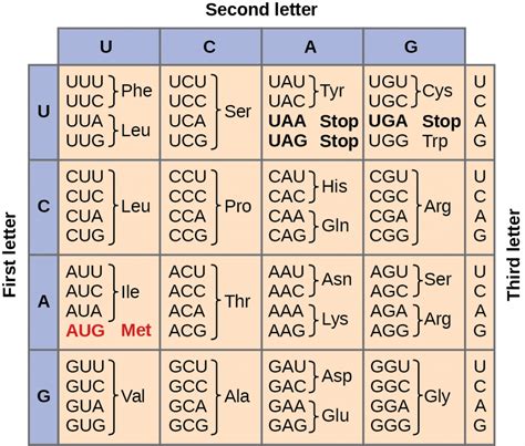 How Many Nucleotides Are in 12 Mrna Codons