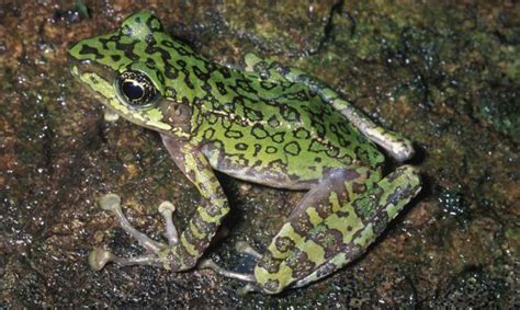 New study contradicts assumption that true frogs diversified as they ...