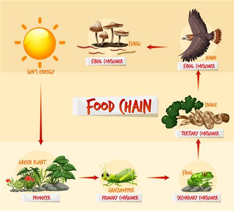 Food chain diagram concept 2775779 Vector Art at Vecteezy