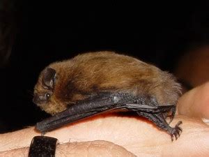 Common Pipistrelle Facts