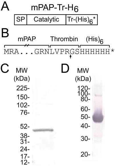 (A) A thrombin cleavage site (Tr) followed by hexahistidine tag (H6 ...