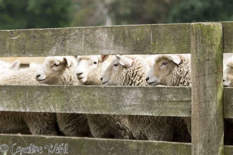 Caroline's Cues: Come to a New Zealand sheep farm. 'Ewe' wouldn't ...